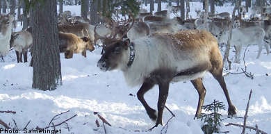 Reindeer catastrophe overshadows Sami national day