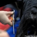 Minister calls for EU ban on tail docking