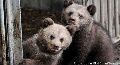 Bear cubs make their debut at Skansen zoo