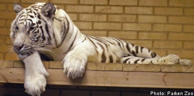 Female tiger seriously injured