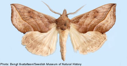 Vampire moth turns up in Sweden