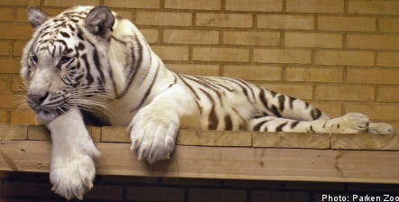 Rare white tigress dies following attack in Swedish zoo