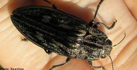 Sweden to launch beetle rescue mission