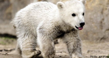 Swedish park offers new home to superstar German polar bear