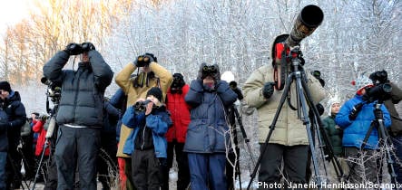 Birdwatchers flock to Stockholm for rare sparrow sighting