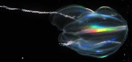 Baltic Sea jellyfish keeps researchers in Sweden guessing