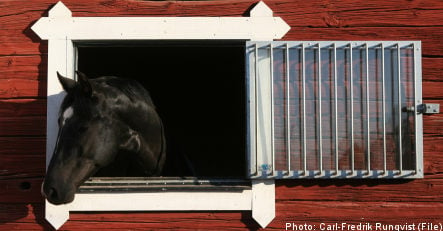 Swedish woman charged for housing horse in her cellar