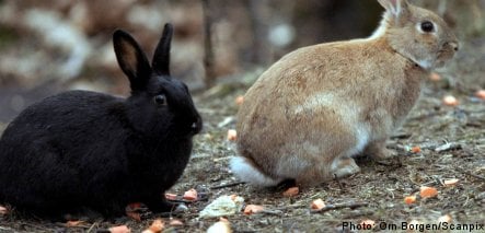 Easter bunny popular fare