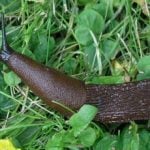 Agency puts its foot down in Sweden's battle with killer slugs