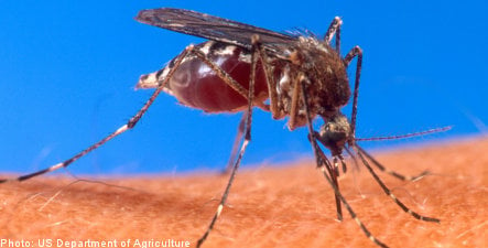 Swedish town overrun by mosquitoes