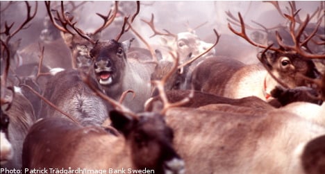 Reindeer herd drowns in icy Lapland waters