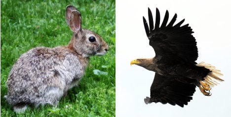 Dad reports rabbit-munching eagle to police