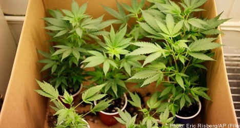 Police raids uncover cannabis-growing network