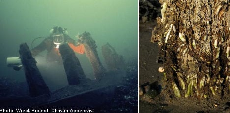 Shipworms pose risk for Baltic treasures