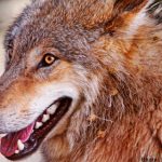 Council votes to keep wolves from the door