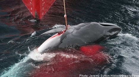 Sweden backs whale hunt plan