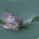 Scientists to count Baltic Sea porpoises