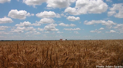 Fungal disease threatens Swedish wheat harvest