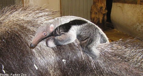 Swedish zoo rejoices over rare anteater birth