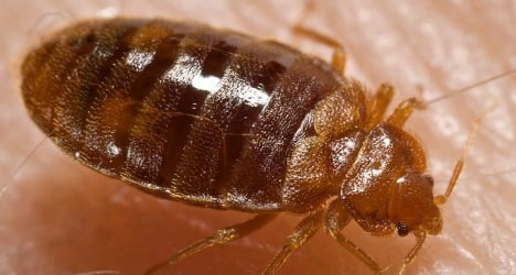 Bedbugs found on Swedish passenger train