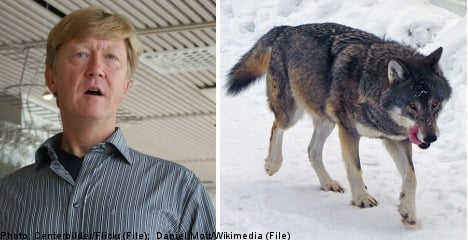 Sweden set to ‘get tough’ with illegal wolf hunters: minister