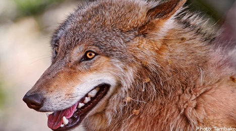 Wolf hunt saves animals from inbreeding: minister