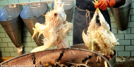Chickens 'tortured' during slaughter: report