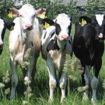 Arla announces merger with German dairy co-op