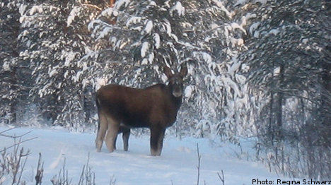 Swedish elk starve after long harsh winter