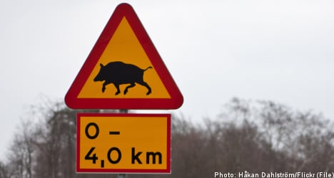 Thousands apply to join Swedish hunting boom