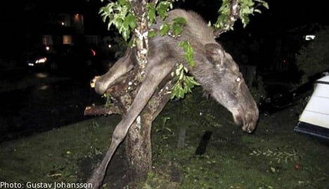 Moose drunk on fermented fruit getsstuck in tree