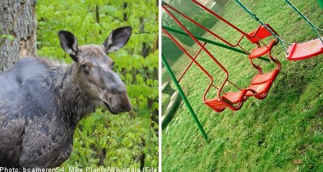 Drunken elk hides kids' swing set in a tree
