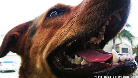 Dog owner sentenced after attack