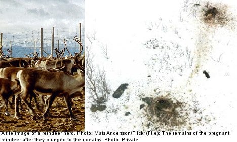 Pregnant reindeer death shock: ‘they all exploded’