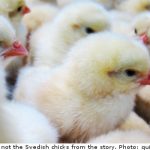 Men hatch Swedish chicks from organic eggs