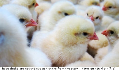 Men hatch Swedish chicks from organic eggs