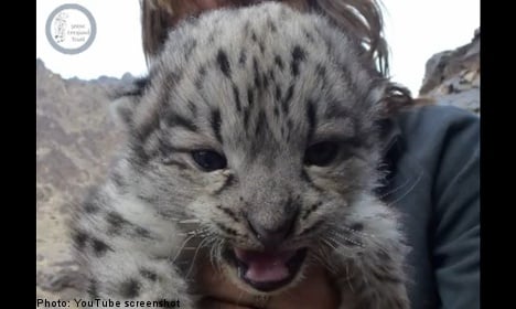 Swedish team finds 'first' wild snow leopard cubs