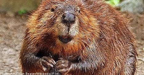 Local authorities prepare to hunt Swedish beavers