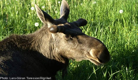 Swedish experts baffled by ‘mystery’ elk illness