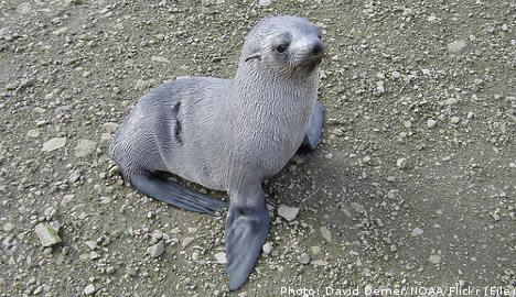 Seal pups ‘abandoned’ on Swedish beach