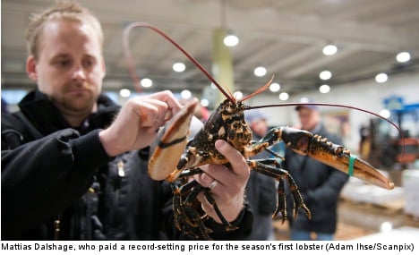 Season’s first lobster nets record-high price