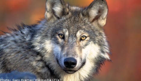DNA test proves wolf behind sheep attacks