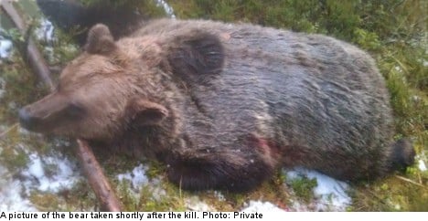 ‘It was me or the bear’: Swedish hunter