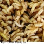 Care home reported for maggots in man's foot
