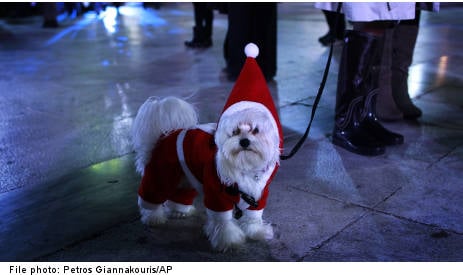 Vets warn of Christmas pet perils