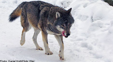 Wolf spotted roaming central Gothenburg