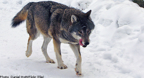 Court ruling ends Sweden's wolf hunt