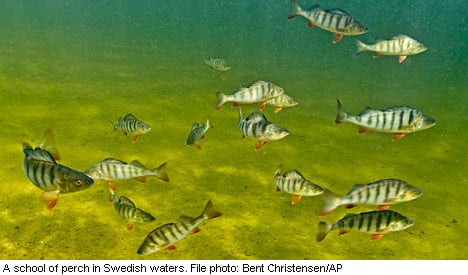 ‘Anxiety drugs making Swedish fish go rogue’