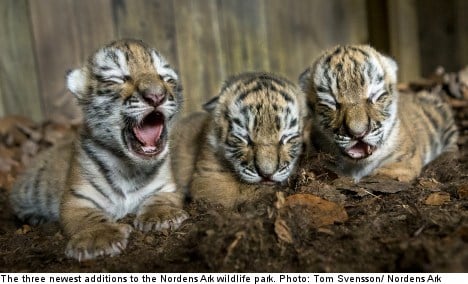Swedish zoo cheers rare Siberian tiger cubs