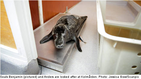 Swedish zoo fights to keep wild seal pups